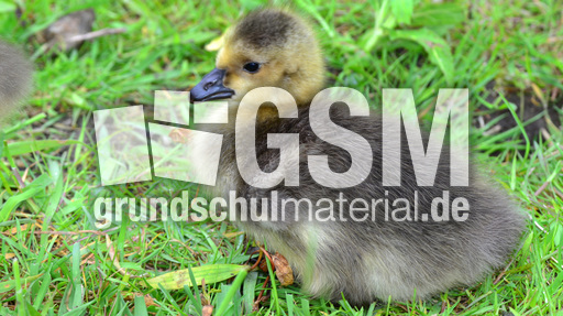 Kanadagansküken (1).jpg